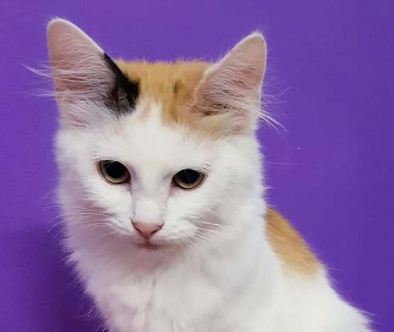 Tier der Woche: Susi (Foto: Tierheim Nordhausen)