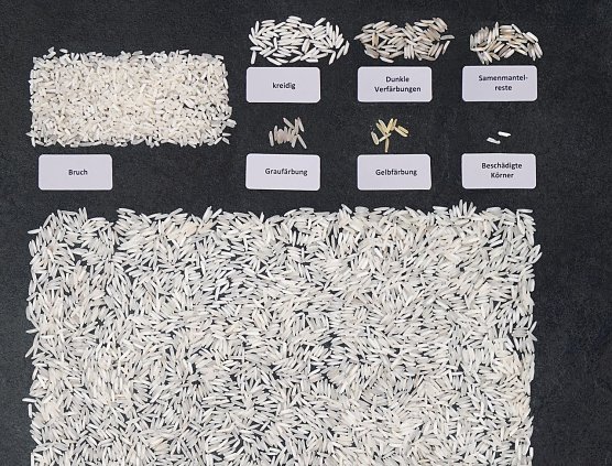 Kritische Korn&shy;lese: Fast jedes zehnte Korn in diesem Kochbeutelreis ist Bruch. Die Anzahl verf&auml;rbter und kreidiger K&ouml;rner liegt im Rahmen. (Foto: Stiftung Warentest)