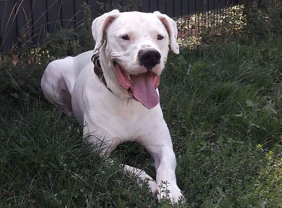 Thor (Foto: Tierheim Nordhausen)