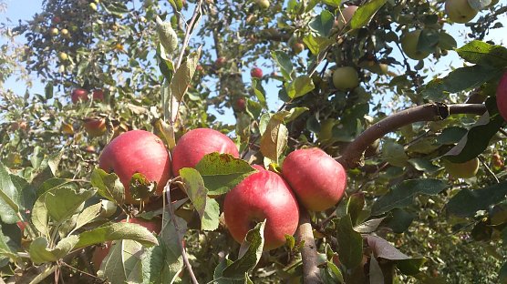 Apfelwanderung mit Apfelkuchen (Foto: Anja Apel)