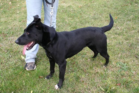 Herrchen gesucht (Foto: rh)