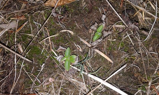 Die Arnika ist eine &uuml;berwiegend montan verbreitete, eher ein k&uuml;hles Klima bevorzugende Pflanzenart (Foto: Bodo Schwarzberg)