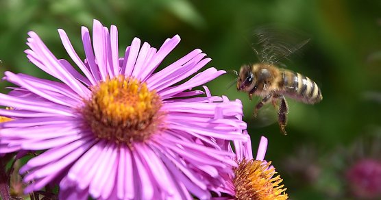 Im Anflug (Foto: Thomas Soszynski)