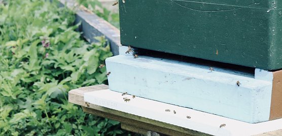 Honigbienen im Anflug (Foto: Angelo Glashagel)