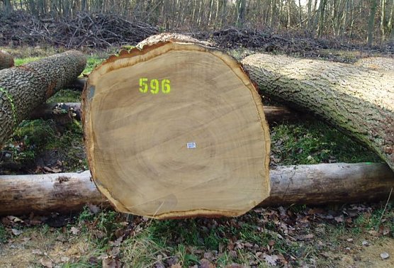 Ab nach Erfurt (Foto: Forstamt)