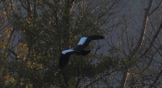 Was ist das f&uuml;r ein Vogel? (Foto: Peter Blei)