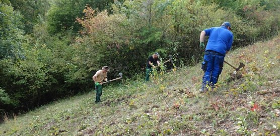 Mitarbeiter der Landschaftspflegefirma S. Haselhuhn beim Auswurzeln von neuausgetriebenen Geh&ouml;lzen im Teichtal bei Hainrode (Foto: LPV)