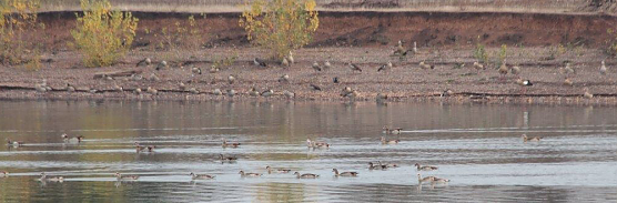 Bis zu 500 Nilg&auml;nse rasteten an den Ufern der Teiche bei Bielen und Sundhausen, informierten Eichsfelder Ornithologen (Foto: Fredy Kohlstedt)