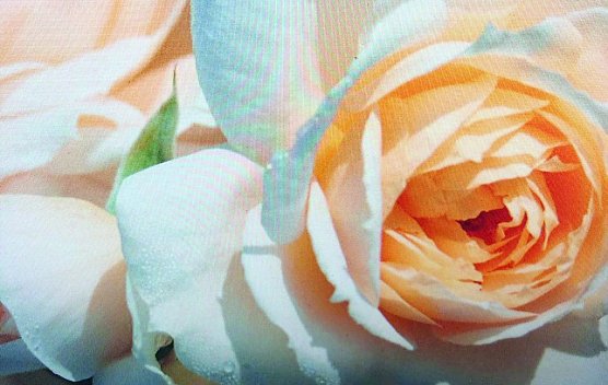 Lionsrose (Foto: privat)