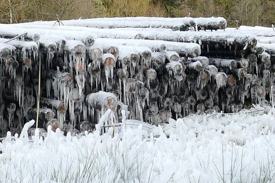Nasslager im Harz (Foto: Landesforsten Niedersachsen)