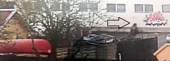 T&auml;ter (Pfeil) verl&auml;sst das Grundst&uuml;ck (Foto: Polizei)