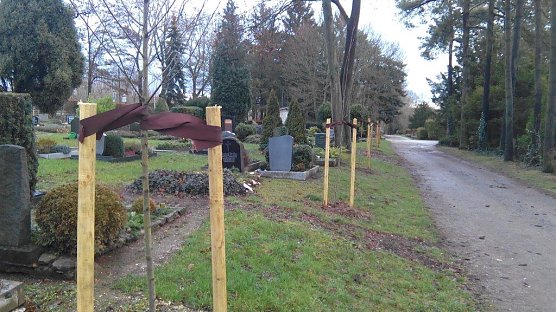 In Reih und Glied stehen sie da, all die Ahornb&auml;ume, die im Vorjahr auf dem Hauptfriedhof in Nordhausen gepflanzt worden sind (Foto: Kurt Frank)