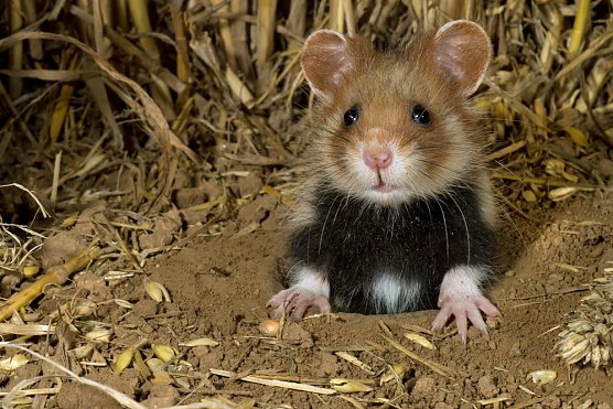 Feldhamsterfreunde gesucht (Foto: Stiftung Lebensraum Th&uuml;ringen e.V. )