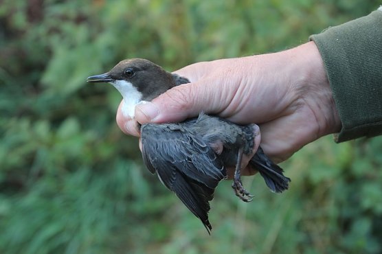 Wasseramsel (Foto: P. H&ouml;hns)