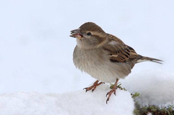 Die Stunde der Winterv&ouml;gel 2019 - Spatz an der Spitze (Foto: NABU/Frank Derer)