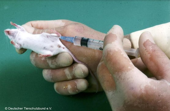 Tierversuche an M&auml;usen (Foto: Deutscher Tirschutzbund)