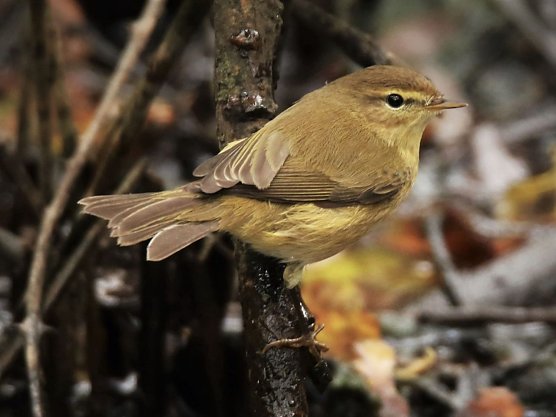 Ein Fitislaubsänger (Foto: Peter Höhns) Ein Fitislaubsänger (Foto: Peter Höhns)