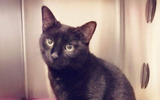 Tier der Woche: Sina (Foto: Tierheim Nordhausen)