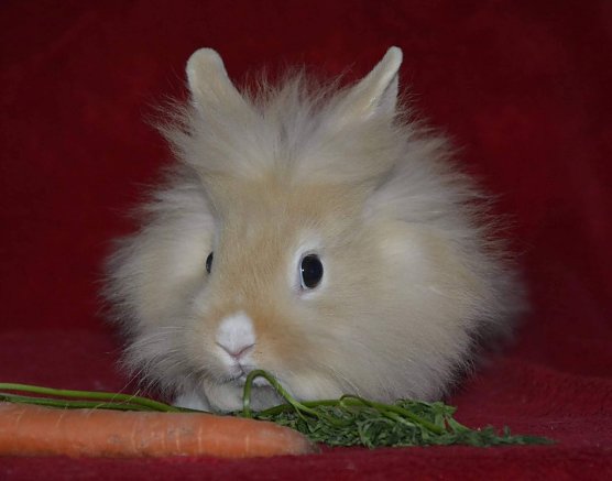 Tier der Woche: Flitzi (Foto: Tierheim Nordhausen)