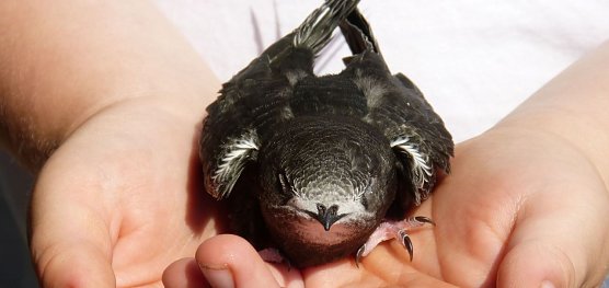 Mauersegler (Foto: makamuki0)