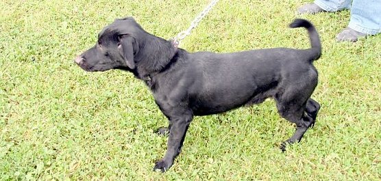 Flogni wurde vermittelt (Foto: nnz)