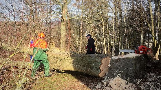Baumf&auml;llaktion an der Ellricher Frauenbergskirche (Foto: Hannelore und Dr. Wolfgang R. Pientka)