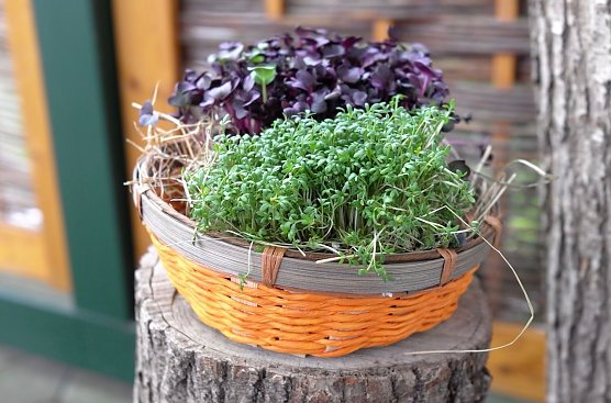 Kresse (Foto: privat)