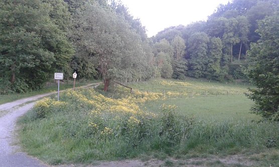 Auch im Naturschutzgebiet R&uuml;digsdorfer Schweiz breitet sich die invasive Art auf Weidefl&auml;chen immer weiter aus und beeintr&auml;chtigt schutzbed&uuml;rftige Pflanzengesellschaften, hier am Weg von der Stra&szlig;e Krimderode-R&uuml;digsdorf in Richtung Winkelberg. (Foto: Bodo Schwarzberg)