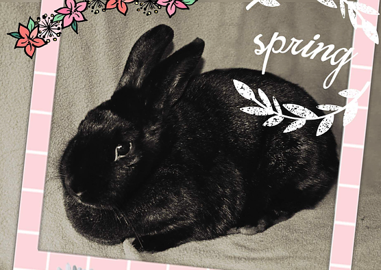 Tier der Woche: Murmel (Foto: Tierheim Nordhausen)