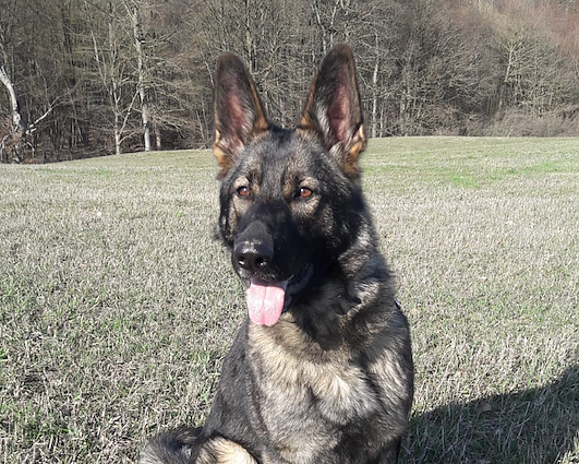 Wo ist Brisca? (Foto: G&uuml;nther P&auml;tz)