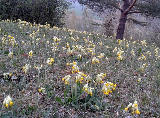Die Schl&uuml;sselblume (Foto: B. Schwarzberg)