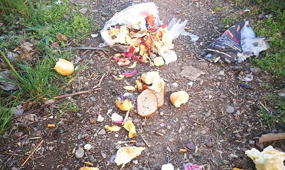 Einfach auf den Weg geschmissen (Foto: privat)