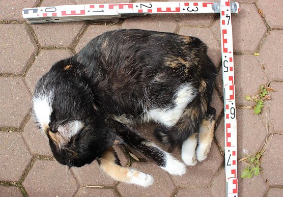 Das tote Tier wurde zur Untersuchung an das Veterin&auml;ramt &uuml;bergeben, um die genaue Todesursache festzustellen. (Foto: Landespolizeiinspektion Nordhausen)