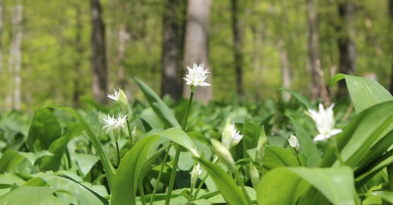 B&auml;rlauchbl&uuml;te im Hasenwinkel (Foto: Naturpark S&uuml;dharz)