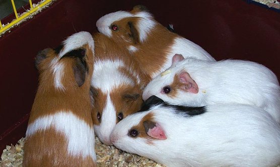 Entsorgt (Foto: Tierheim Nordhausen)