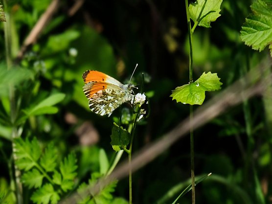 Peter Blei unterwegs in Neustadt (Foto: Peter Blei)
