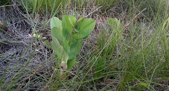 Rundbl&auml;ttriges Hasenohr (Bupleurum rotundifolium) (Foto: B. Schwarzberg)