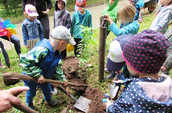 Flatterulme gepflanzt (Foto: L. Schubert)