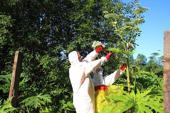 B&auml;renklau-Bek&auml;mpfung (Foto: Stadt Nordhausen)