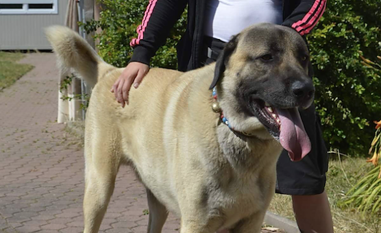 Tier der Woche: Jimbo (Foto: Tierheim Nordhausen)