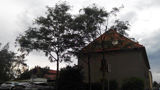 Antennenflimmern (Foto: Kurt Frank)