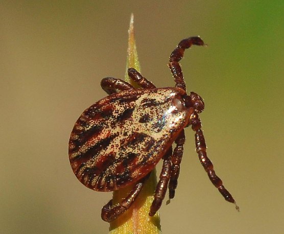 Forscher warnen vor Zeckenplage (Foto: ThüringenForst) Forscher warnen vor Zeckenplage (Foto: ThüringenForst)
