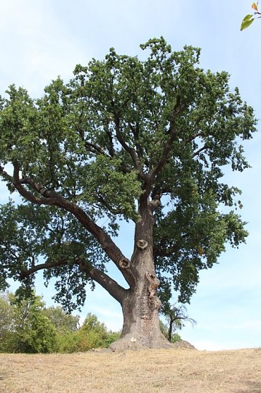Flehm&uuml;llers Eiche (Foto: Nena Weiler/LPV)