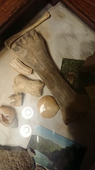 Nashornknochen (Foto: Tim Sch&auml;fer)