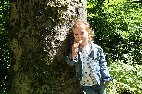 Eisstiele (Foto: ThüringenForst) Eisstiele (Foto: ThüringenForst)