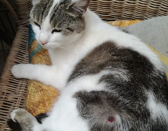 Lilly wurde angeschossen (Foto: privat)