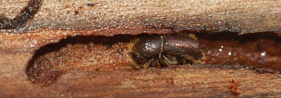 Buchdrucker (Foto: A. Knoll)