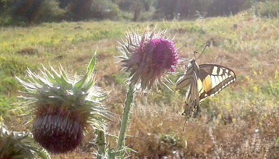 Schwalbenschwanz (Foto: Bodo Schwarzberg)