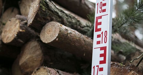 Baumst&auml;mme (Foto: IG Bau)