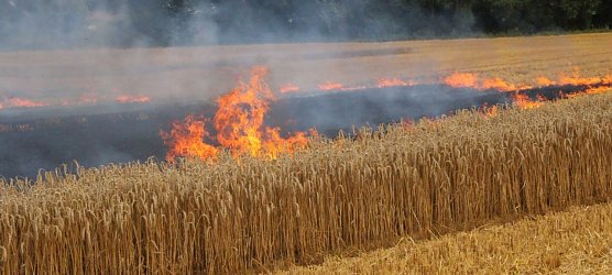 Feldbrand bei Hesserode (Foto: S. Tetzel)
